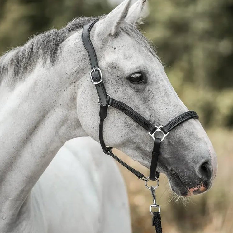 HorseDays™ – Julens nedtælling for ægte hesteelskere