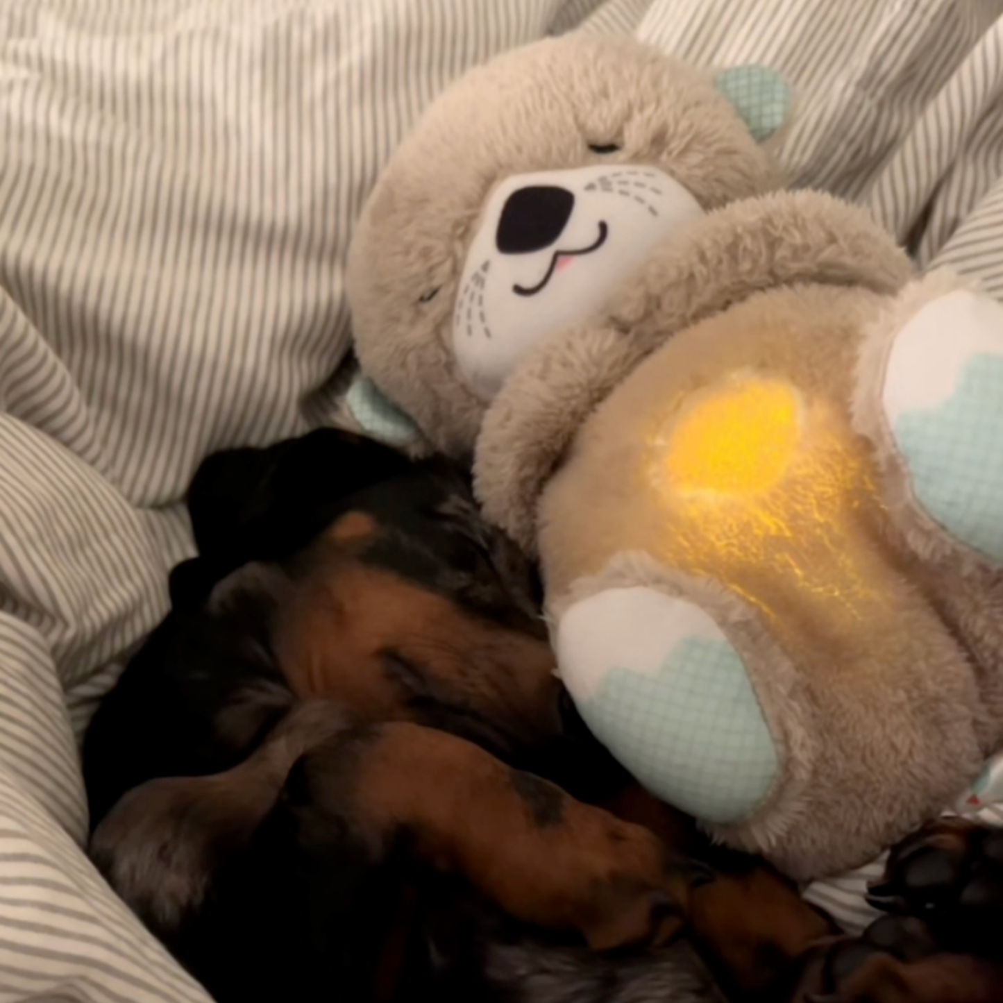 TrygOtter™ – Beroligende tryghed til din hund