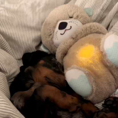 TrygOtter™ – Beroligende tryghed til din hund