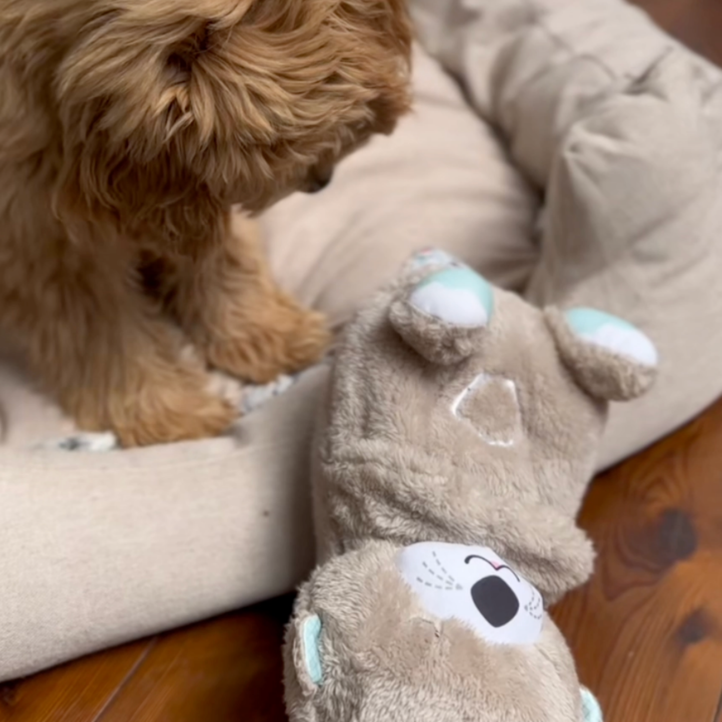 TrygOtter™ – Beroligende tryghed til din hund