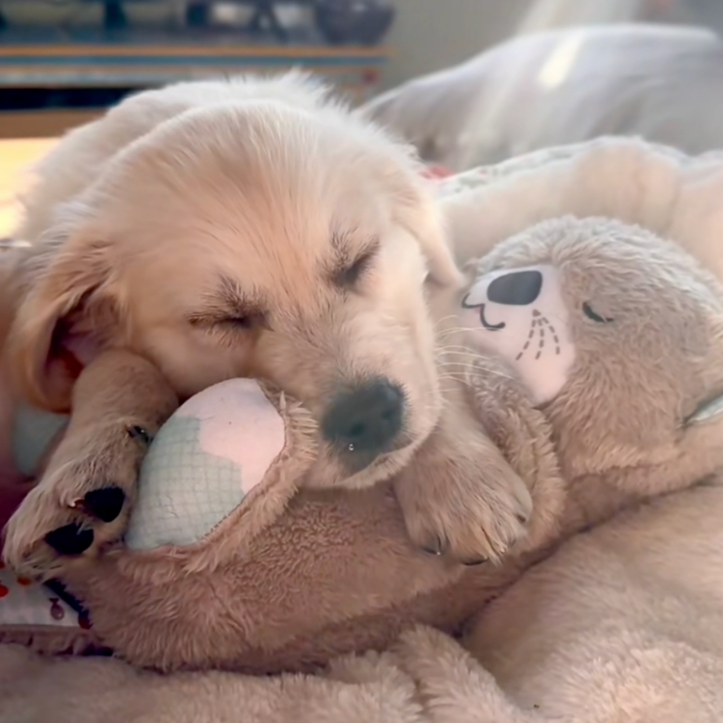 TrygOtter™ – Beroligende tryghed til din hund