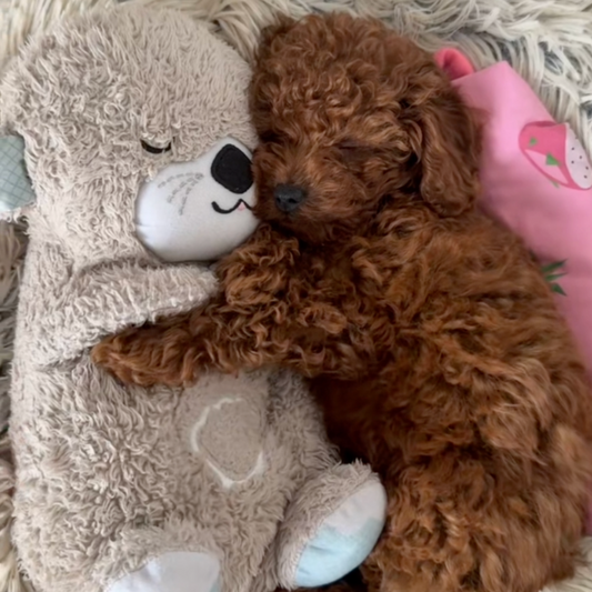 TrygOtter™ – Beroligende tryghed til din hund