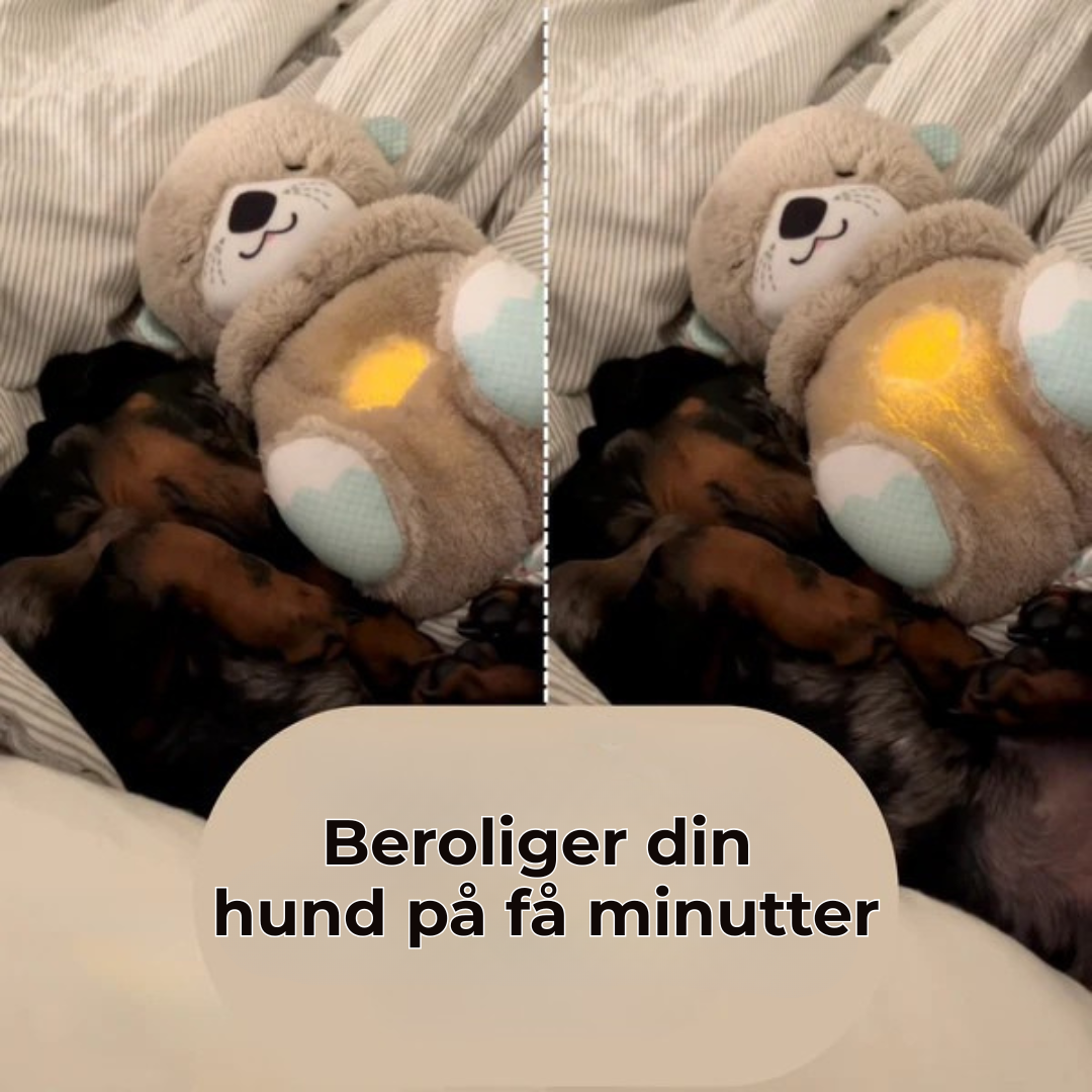 TrygOtter™ – Beroligende tryghed til din hund