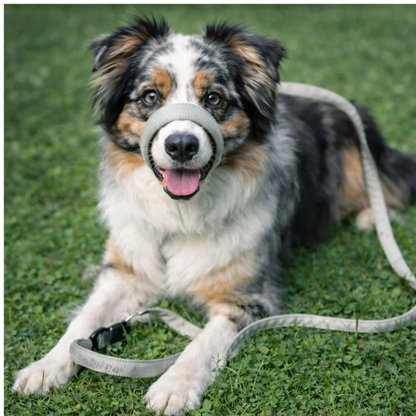HundKraft™ - Tag din store hund sikkert i snor!